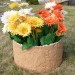 Цветник КАНЬОН купить в Сызрани
